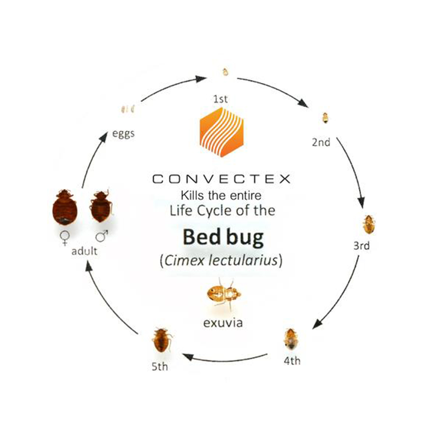Bed Bug Life Cycle_Large