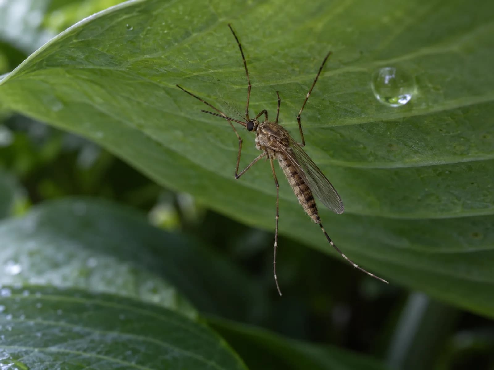 Culex mosquito resting on the underside of a shaded hosta leaf.