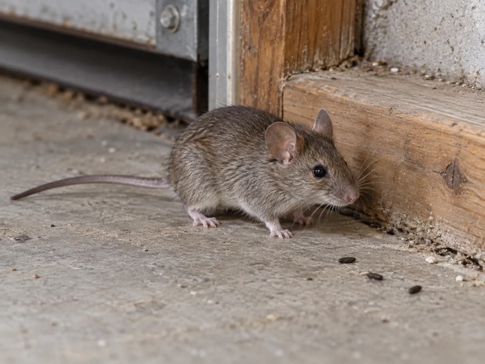 House mouse, grey brown with large ears, beside a garage wall plate.