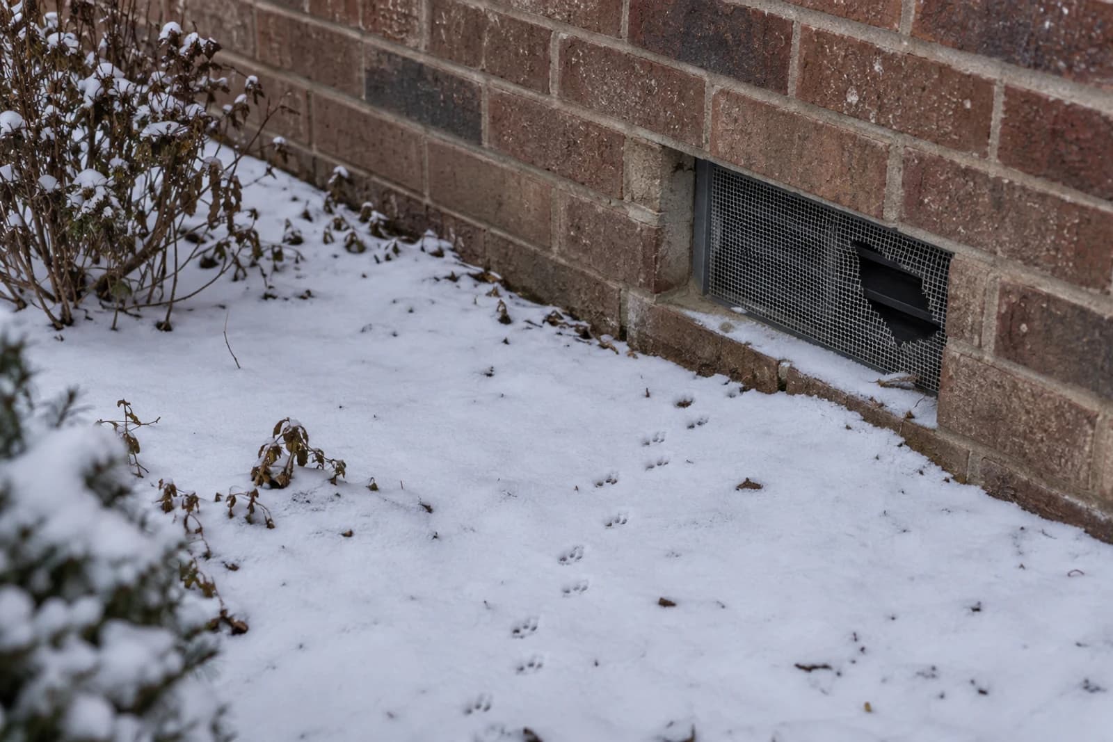 Small rodent tracks in light snow leading to a gap at a foundation vent.