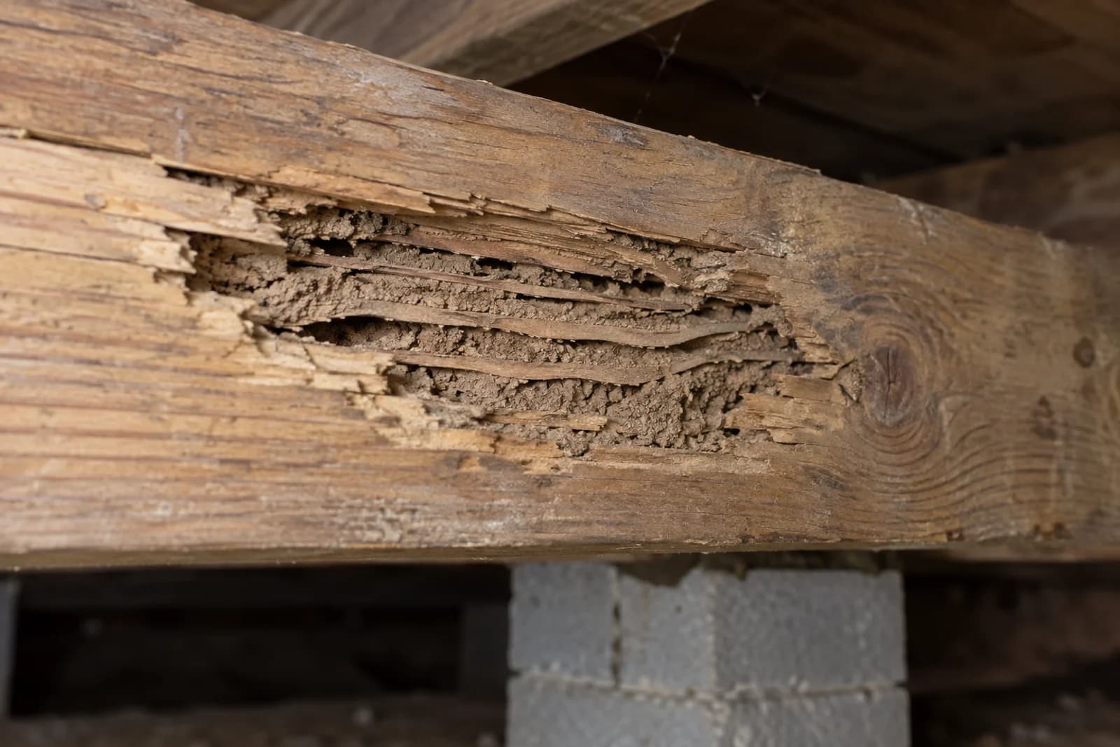 Termite-damaged floor joist with layered soil-lined galleries following the grain.
