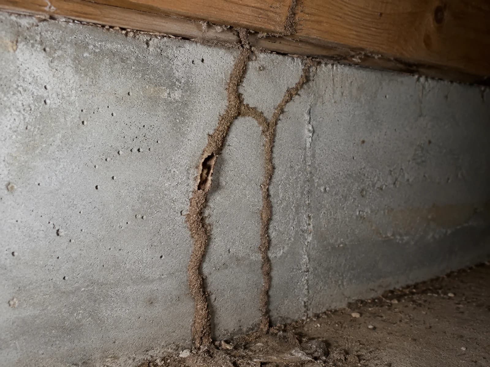 Branching termite mud tubes on a poured concrete basement wall.