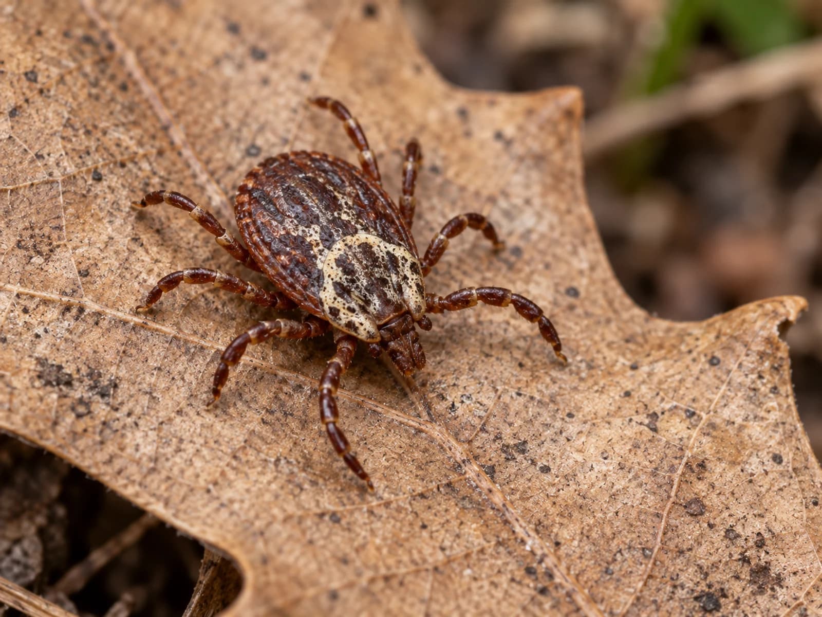 Adult American dog tick with mottled shield on a fallen leaf.