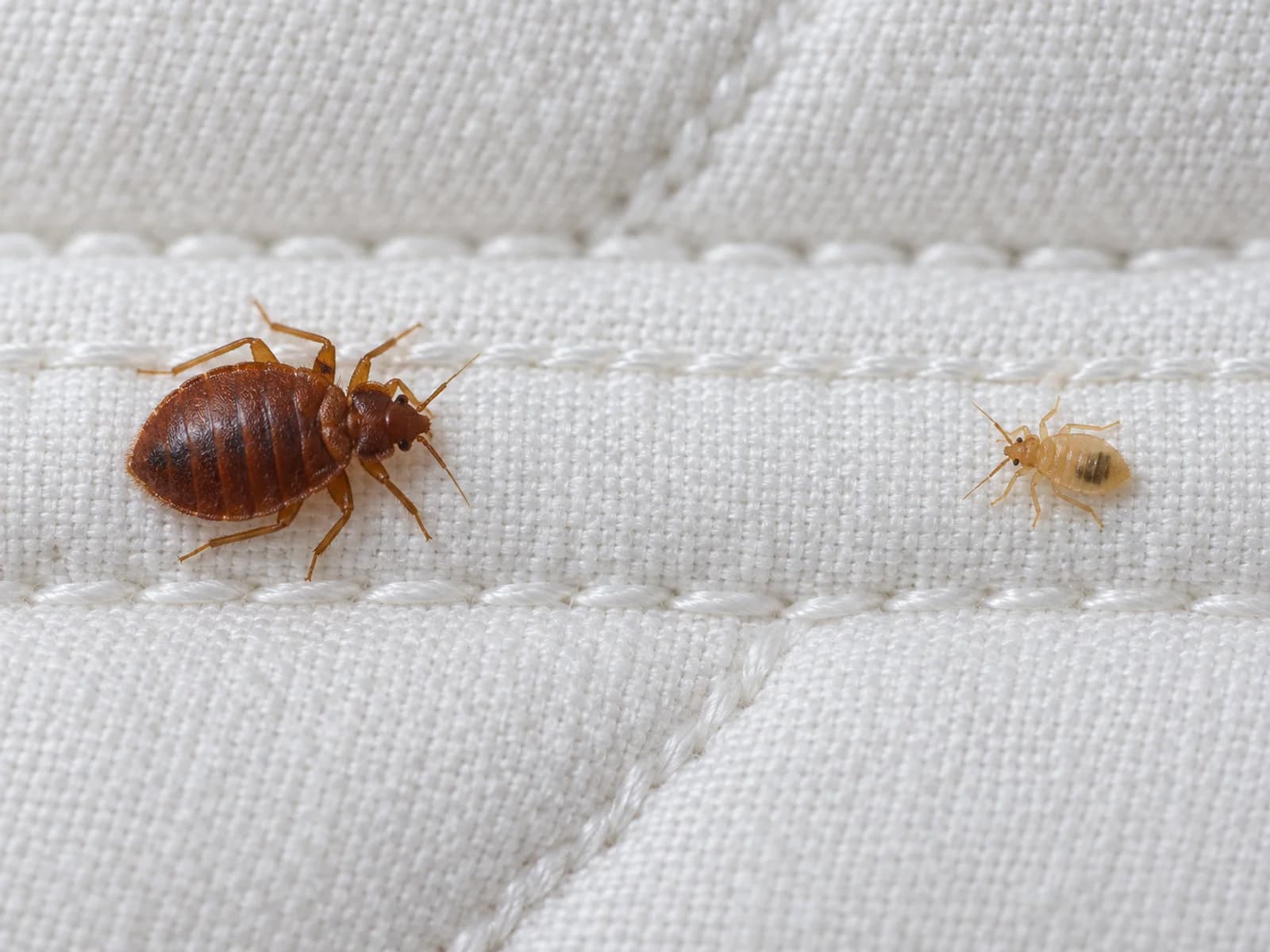 Adult bed bug and a smaller pale nymph on a mattress seam.