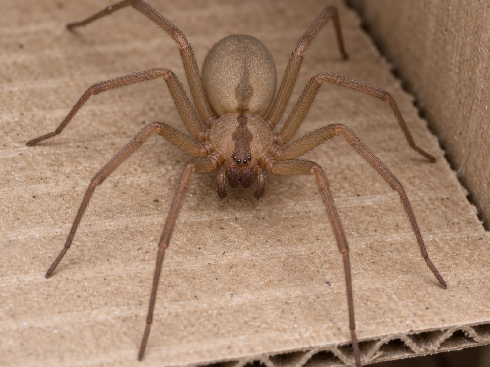 Brown recluse spider showing the violin marking on its back, on cardboard.