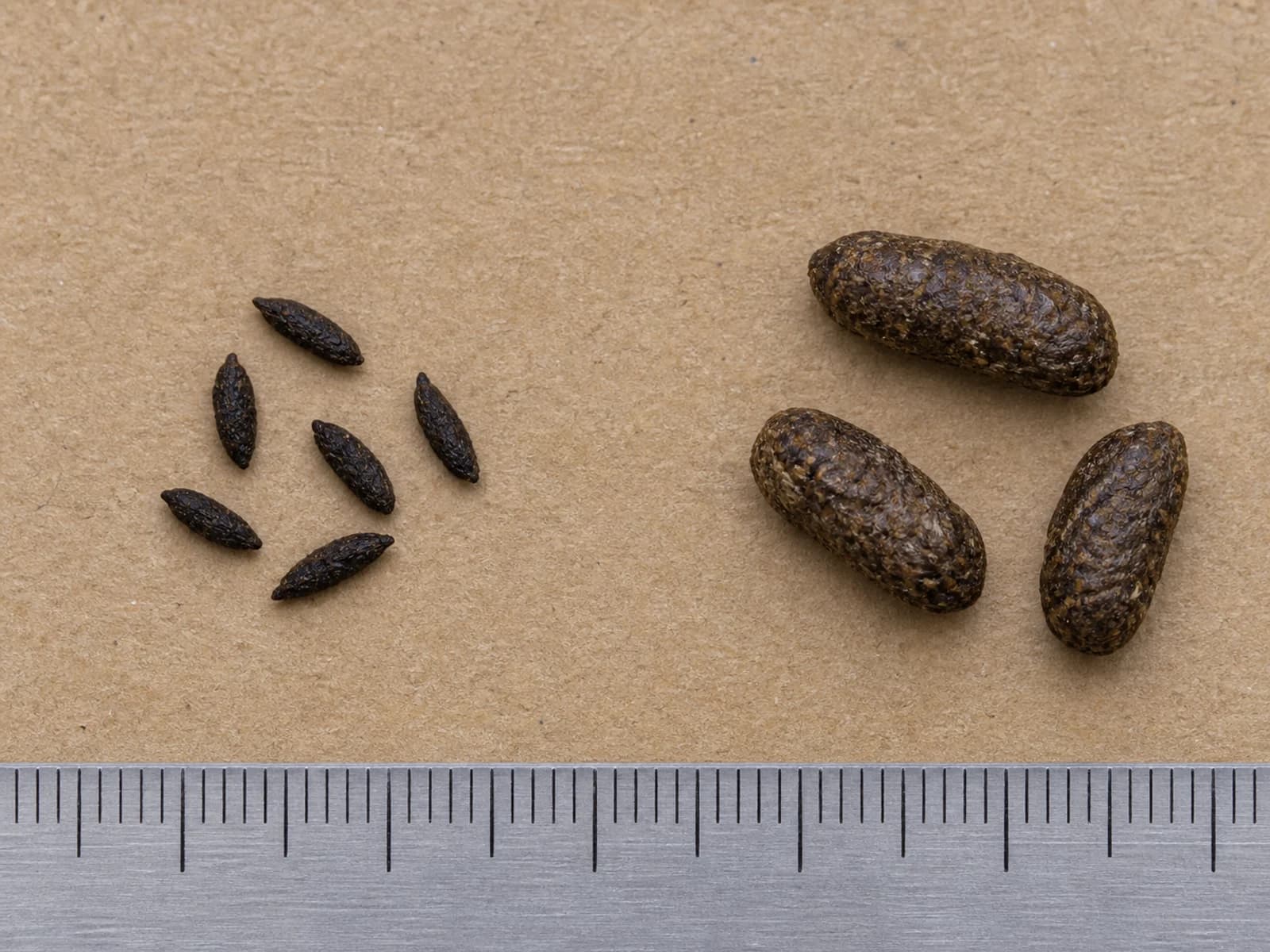 Small rice-sized mouse droppings beside larger blunt rat droppings on cardboard.