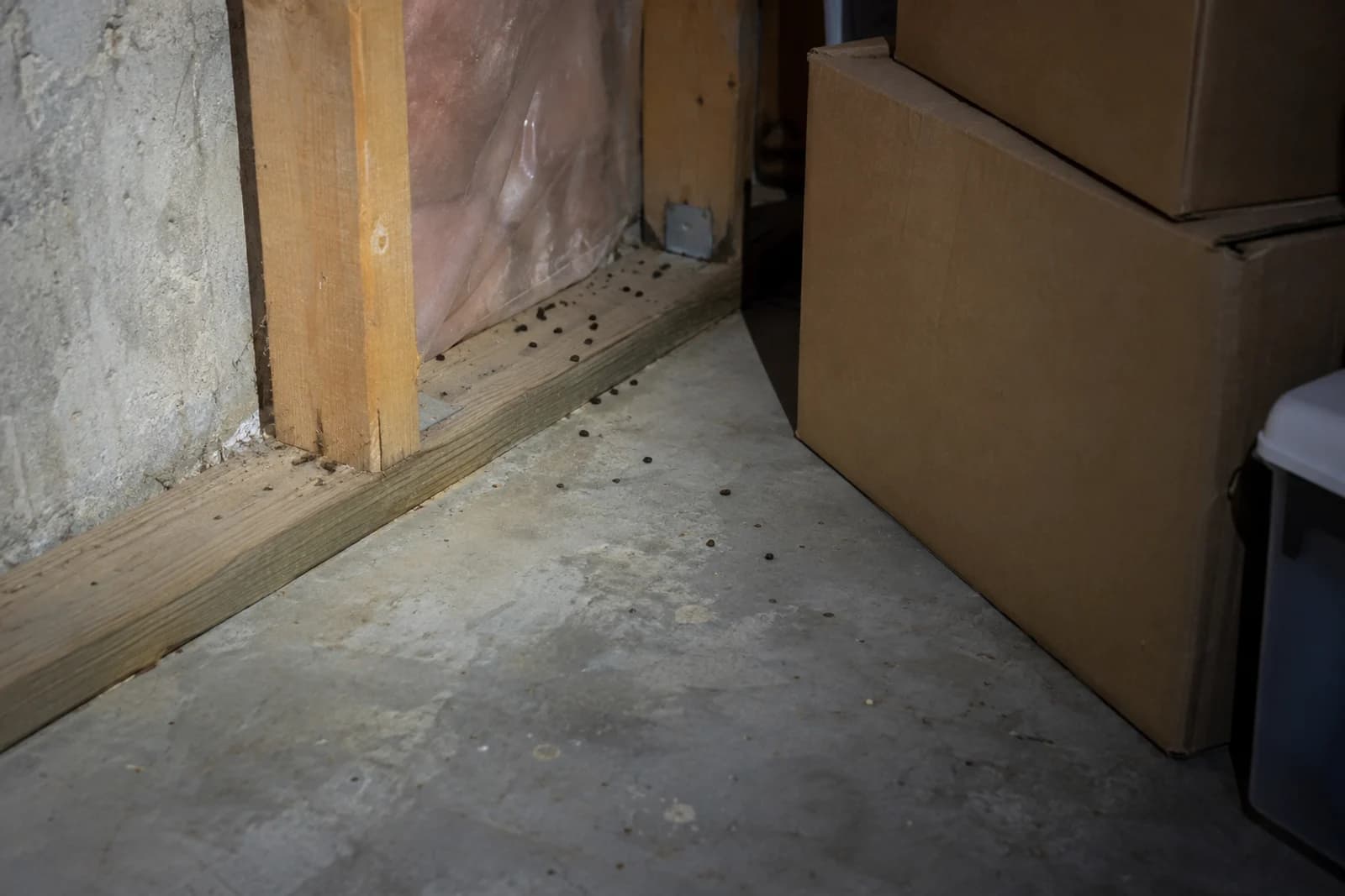 Rodent droppings along a basement wall plate beside stored boxes.